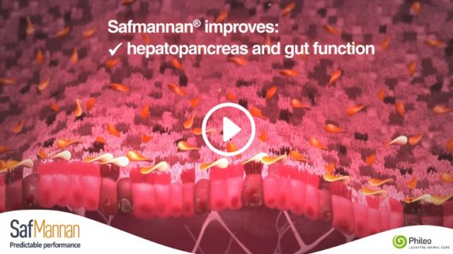 Film d'animation 3D — Phileo Lesaffre
