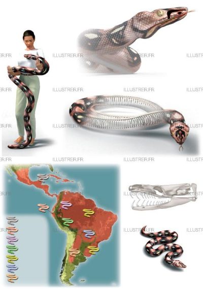 Editions Atlas - Les  boas